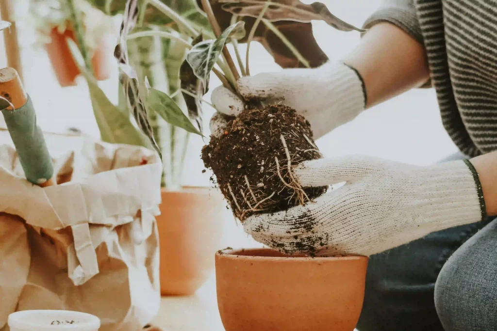 Salon Bitkisi Toprağı Nasıl Olmalı?