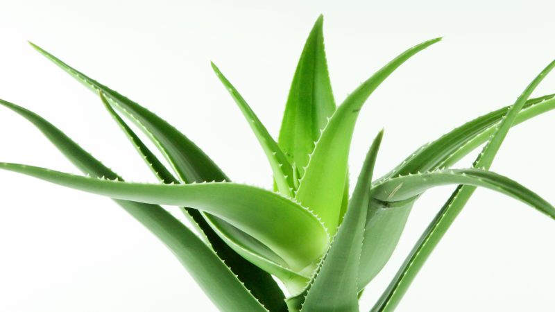Aloe Vera Bakımı