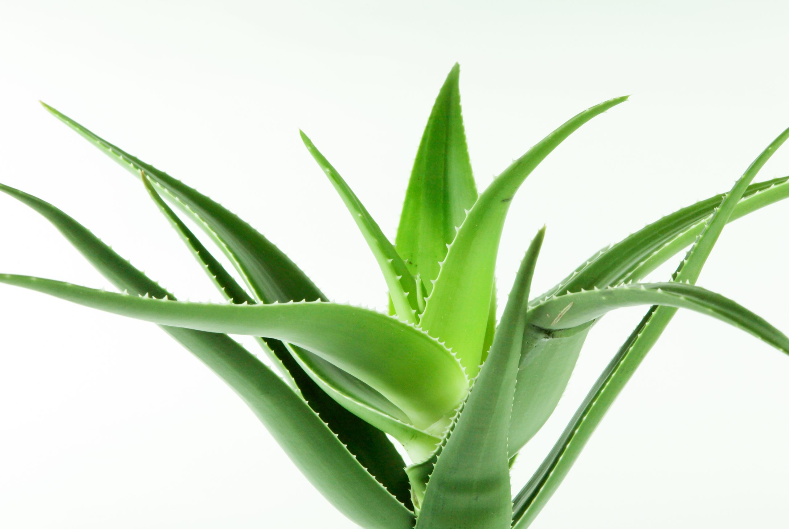 Aloe Vera Bakımı
