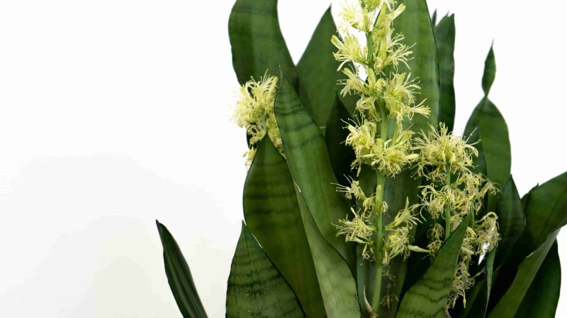 Sansevieria (Paşa Kılıcı) Bakımı: Türleri, Özellikleri ve Detaylı Bilgiler