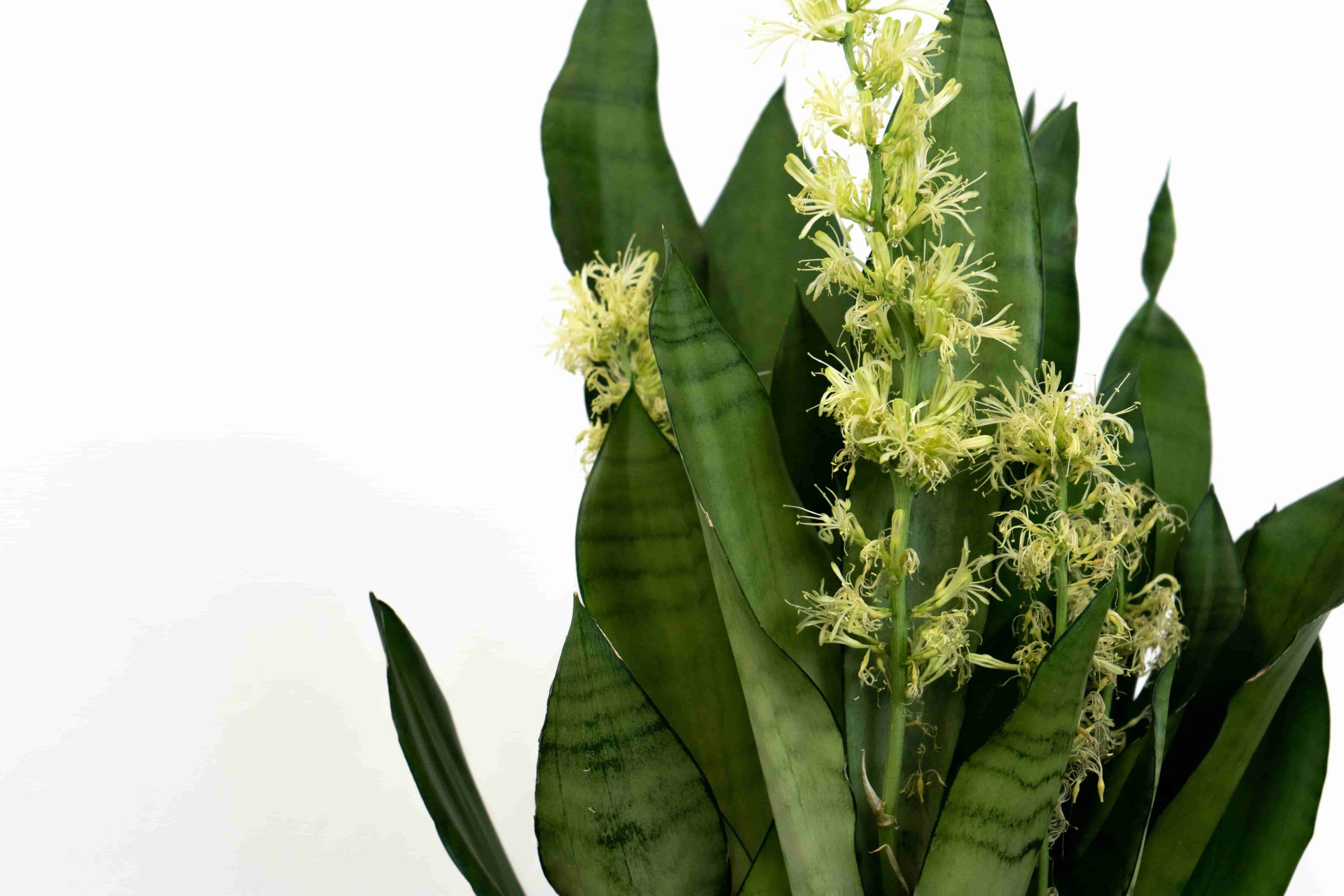 Sansevieria (Paşa Kılıcı) Bakımı: Türleri, Özellikleri ve Detaylı Bilgiler