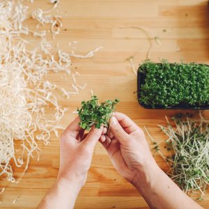 Mikro Yeşiller: Tarih, Gastronomi, Üretim, Besin Değerleri ve Faydaları