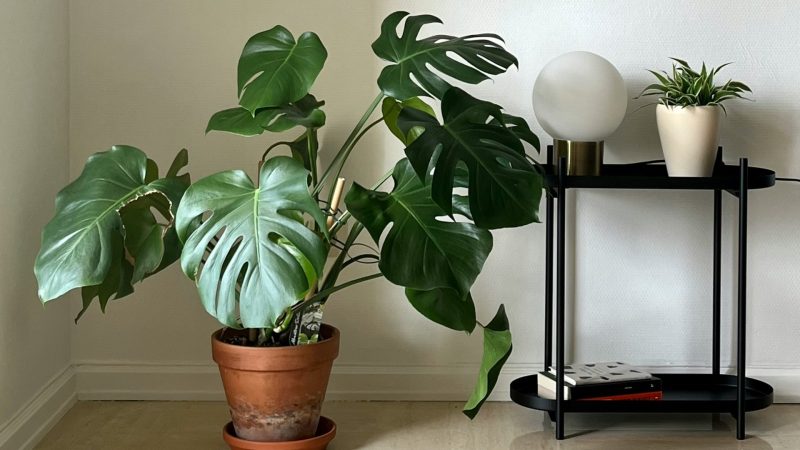 Deve Tabanı (Monstera) Bakımı