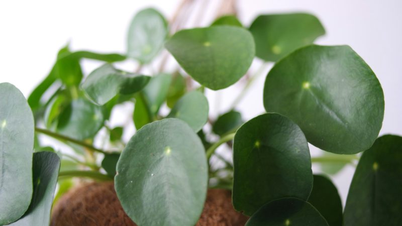 Pilea Bakımı