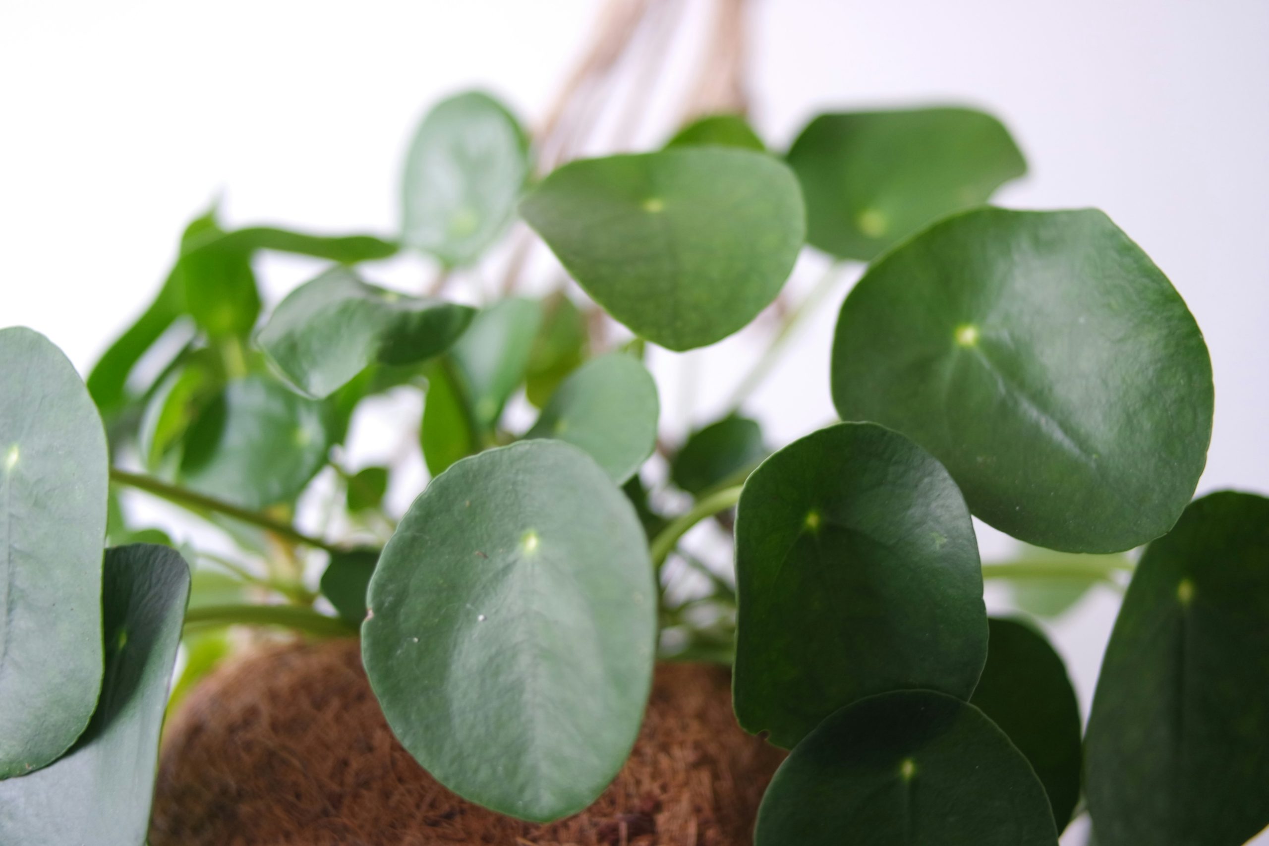 Pilea Bakımı